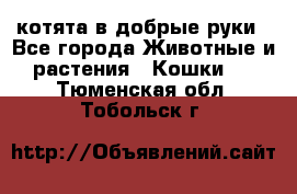 котята в добрые руки - Все города Животные и растения » Кошки   . Тюменская обл.,Тобольск г.